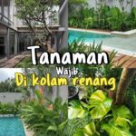 10+ Tanaman Air Terbaik untuk Kolam Ikan Mas Koki: Jernih & Estetis!