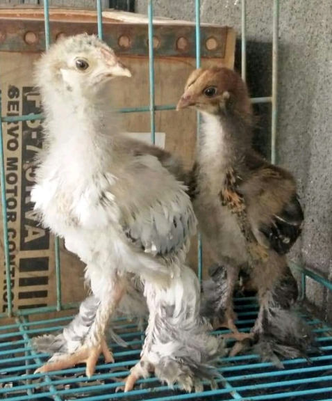 2. Perbedaan Bulu Sayap (Feather Sexing)