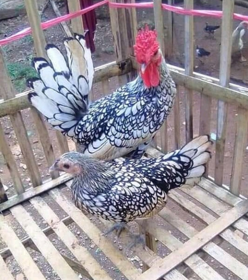 4. Mengamati Ukuran Tubuh, Kaki, dan Jengger