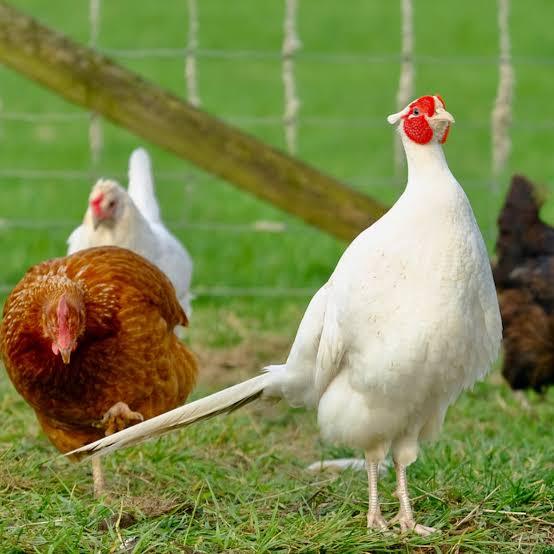 5. Jaga Kesehatan Ayam Secara Menyeluruh
