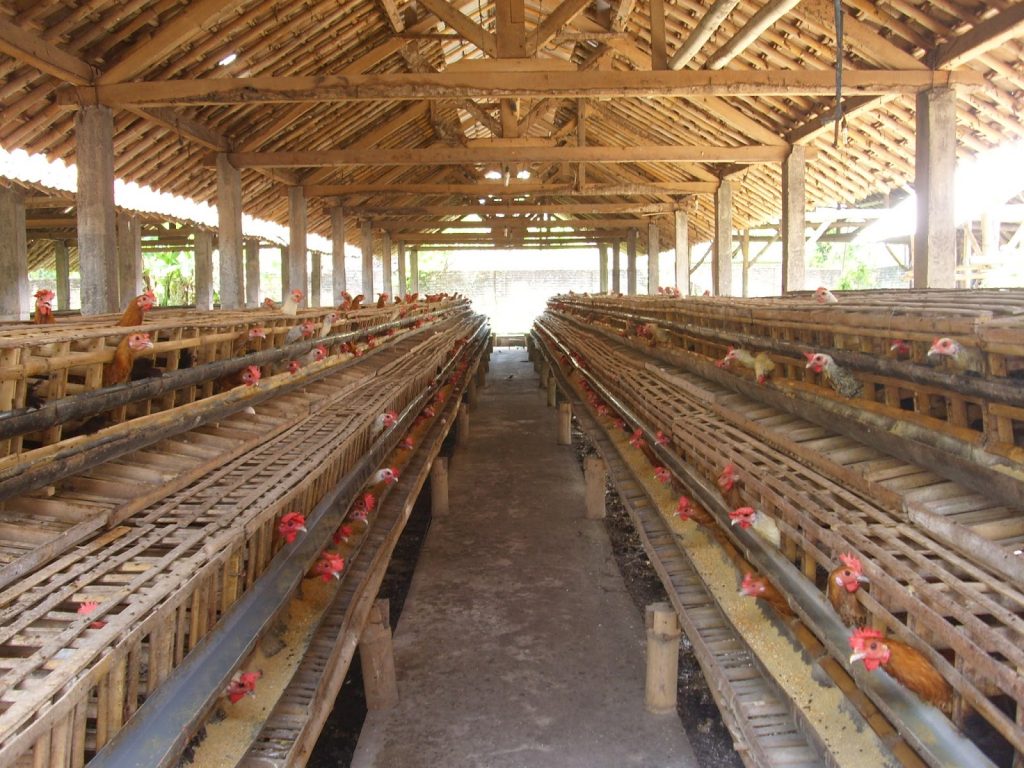 6. Atur Kepadatan Kandang