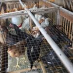 7 Solusi Jitu Mengatasi Kandang Ayam Becek Saat Musim Hujan