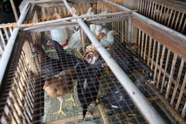 7 Solusi Jitu Mengatasi Kandang Ayam Becek Saat Musim Hujan