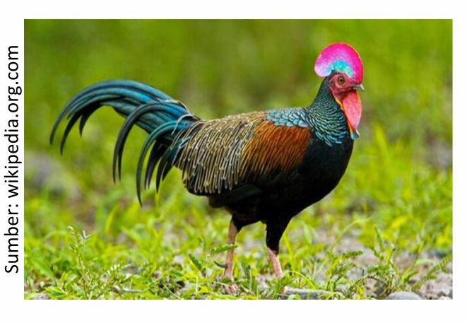 Analisa Lengkap Biaya Pakan untuk 10 Ekor Ayam Hias: Panduan Hemat untuk Pemula