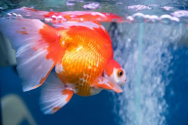 Apa Itu Penyakit Insang pada Ikan Mas Koki?