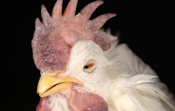 Apa Itu Penyakit Tetelo (Newcastle Disease)?
