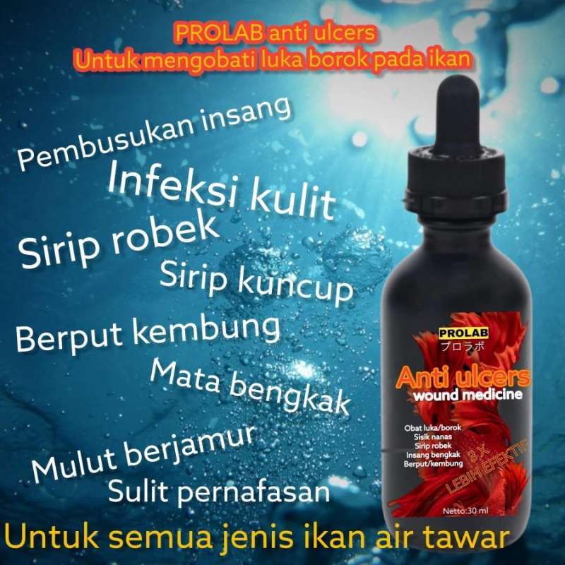Apakah Sirip yang Robek Bisa Tumbuh Lagi?