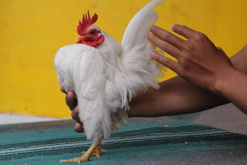 Asal Usul dan Sejarah Singkat Ayam Serama