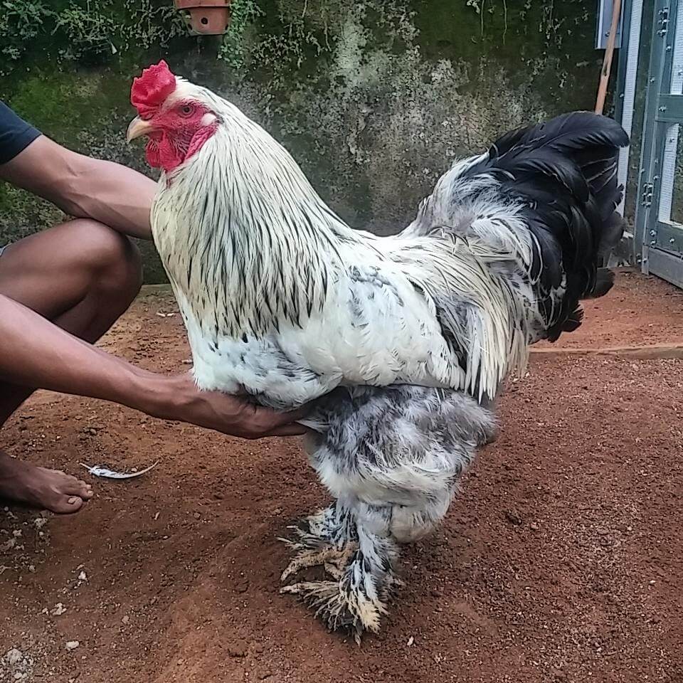 Ayam Brahma vs Cochin: Duel Raksasa Hias, Mana yang Lebih Unggul?