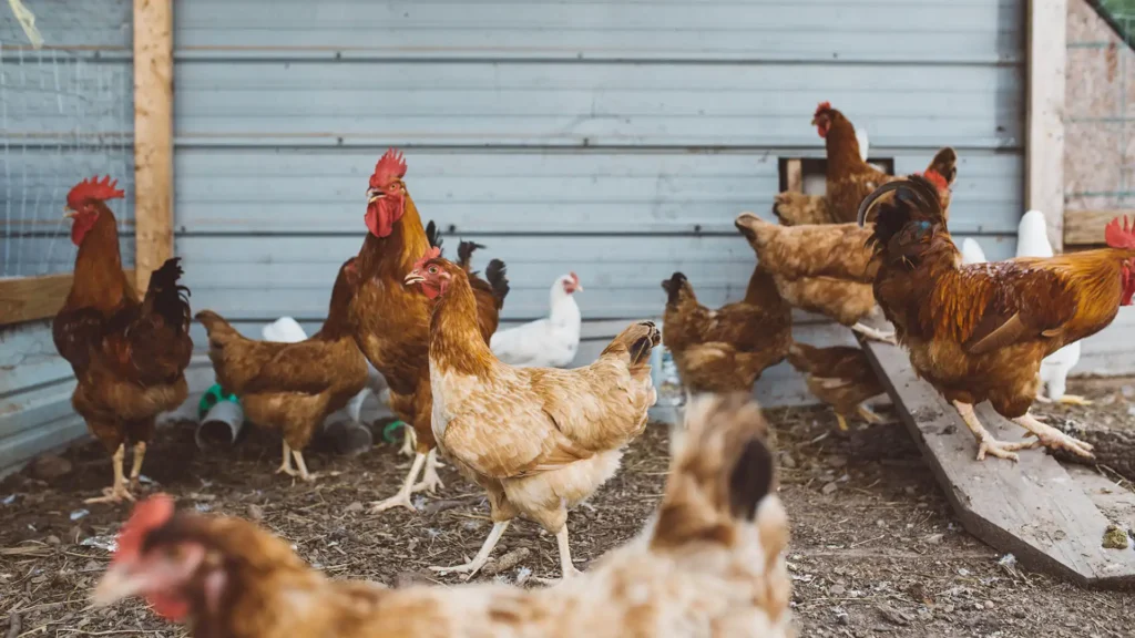 Ayam Saling Patuk Sampai Mati? Ini Cara Ampuh Mencegah Kanibalisme Ayam di Kandang Sempit!