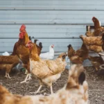 Ayam Saling Patuk Sampai Mati? Ini Cara Ampuh Mencegah Kanibalisme Ayam di Kandang Sempit!