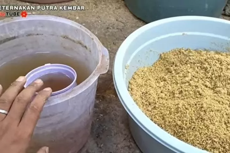 Bahan-Bahan Utama untuk Pakan Fermentasi