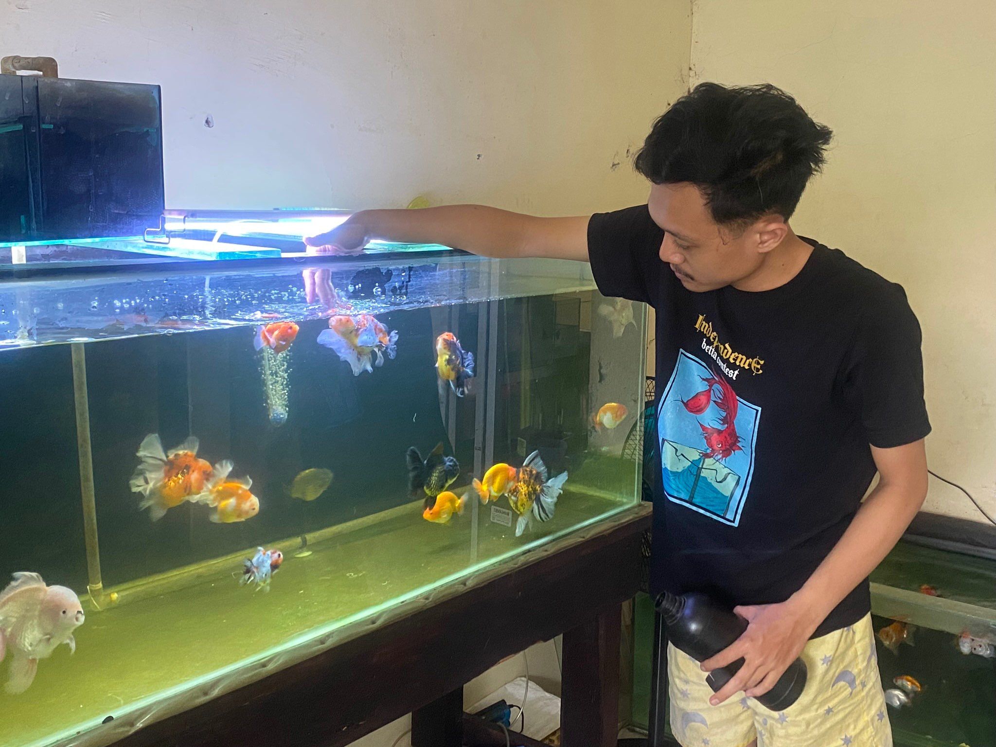 Berapa Suhu Air Ideal untuk Ikan Maskoki di Indonesia?
