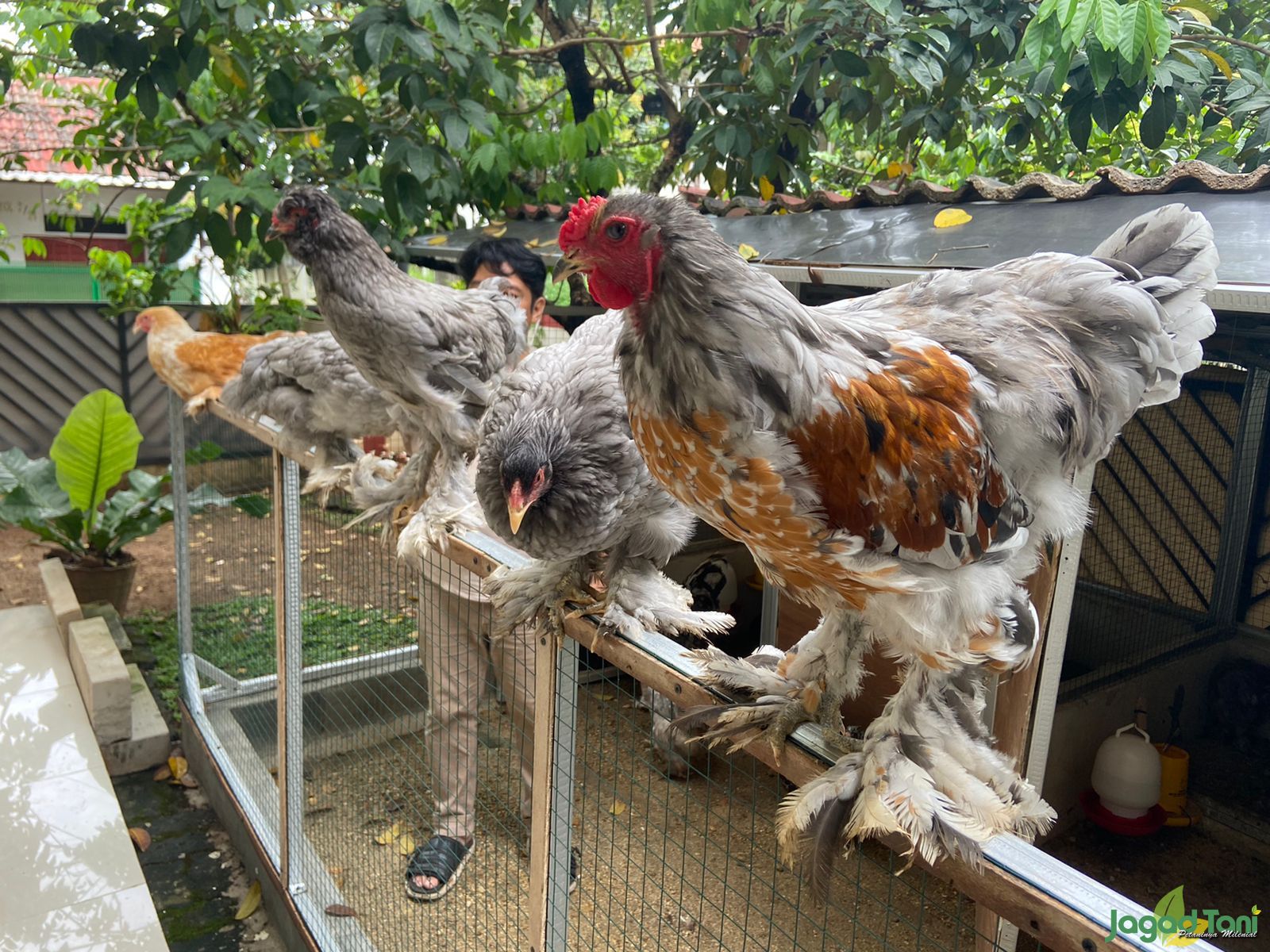 Biosekuriti dan Sanitasi Kandang Ketat