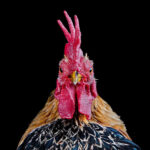 Cara Jitu Melatih Pose Ayam Serama Agar Tegak Sempurna untuk Kontes