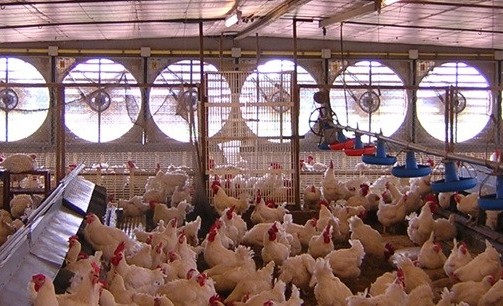 Cara Membuat Ventilasi Kandang Ayam yang Benar: Kunci Sukses Ternak Sehat dan Produktif