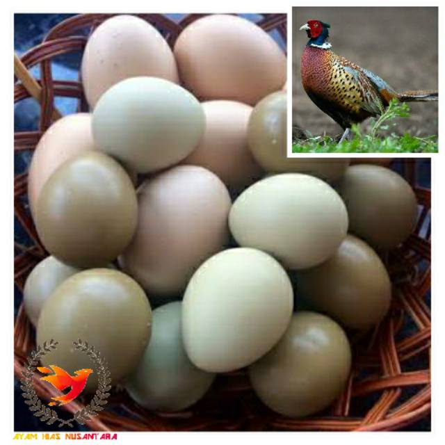 Cara Memeriksa dan Mencegah Kegagalan