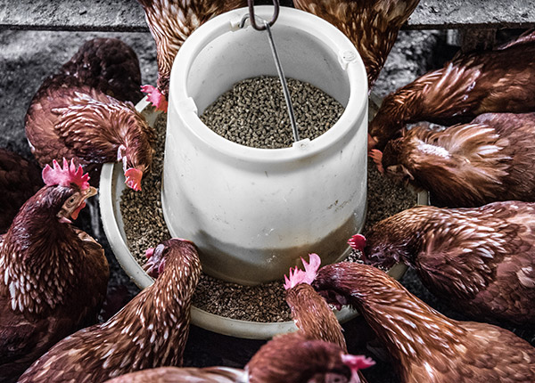 Cara Praktis Mengolah dan Memberikan Pakan Herbal