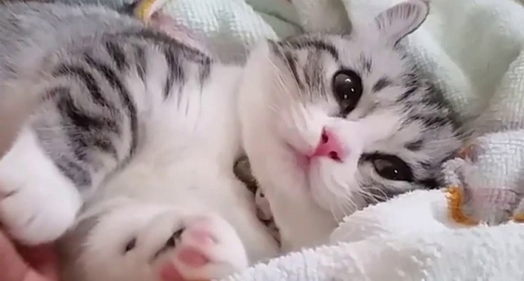 Cara Tepat Membangun Ikatan dengan Kucing Anda