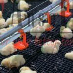 Cegah Bumblefoot: Panduan Memilih Alas Kandang Terbaik Agar Kaki Ayam Sehat & Produktif
