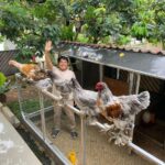 Cegah Penyakit! Panduan Lengkap Merawat Ayam Hias di Musim Hujan