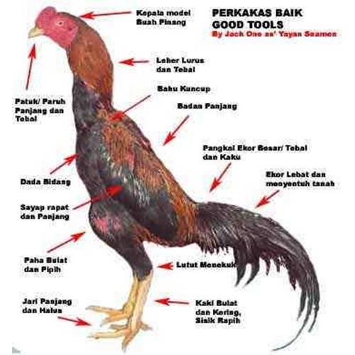 Ciri-Ciri Fisik Ayam Bangkok Juara Sejati