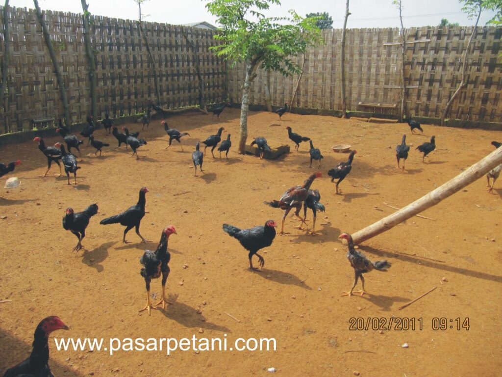 Desain Kandang Ayam Petelur Semi Intensif: Panduan Lengkap untuk Peternak Modern