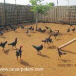 Desain Kandang Ayam Petelur Semi Intensif: Panduan Lengkap untuk Peternak Modern