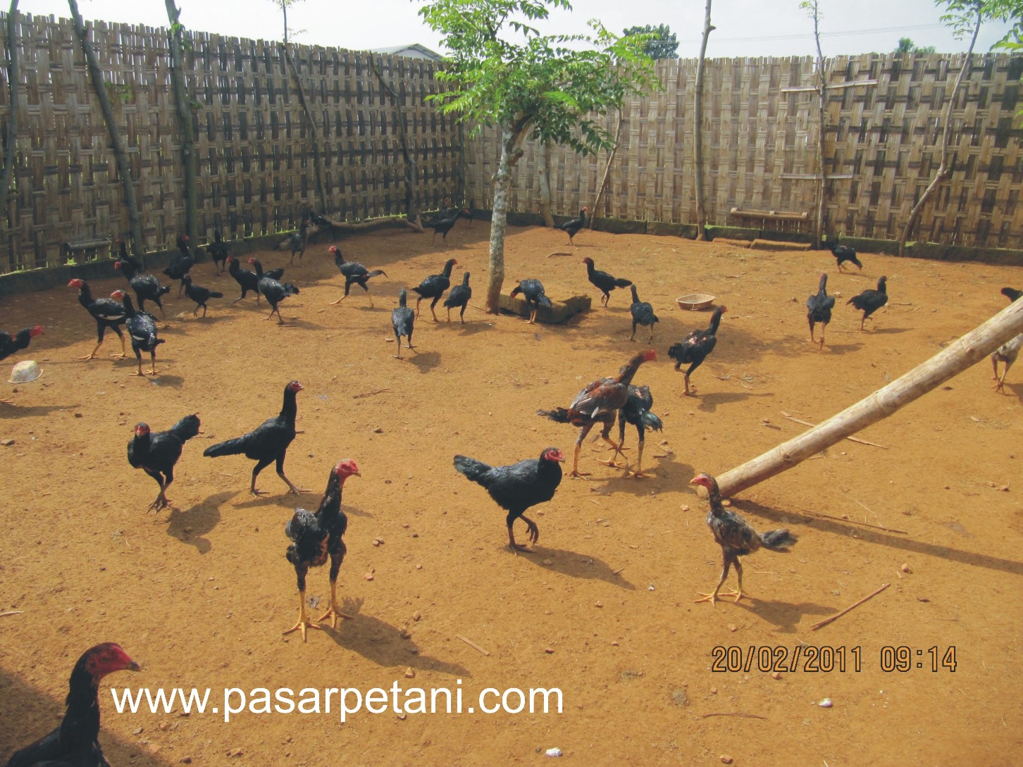 Desain Kandang Ayam Petelur Semi Intensif: Panduan Lengkap untuk Peternak Modern