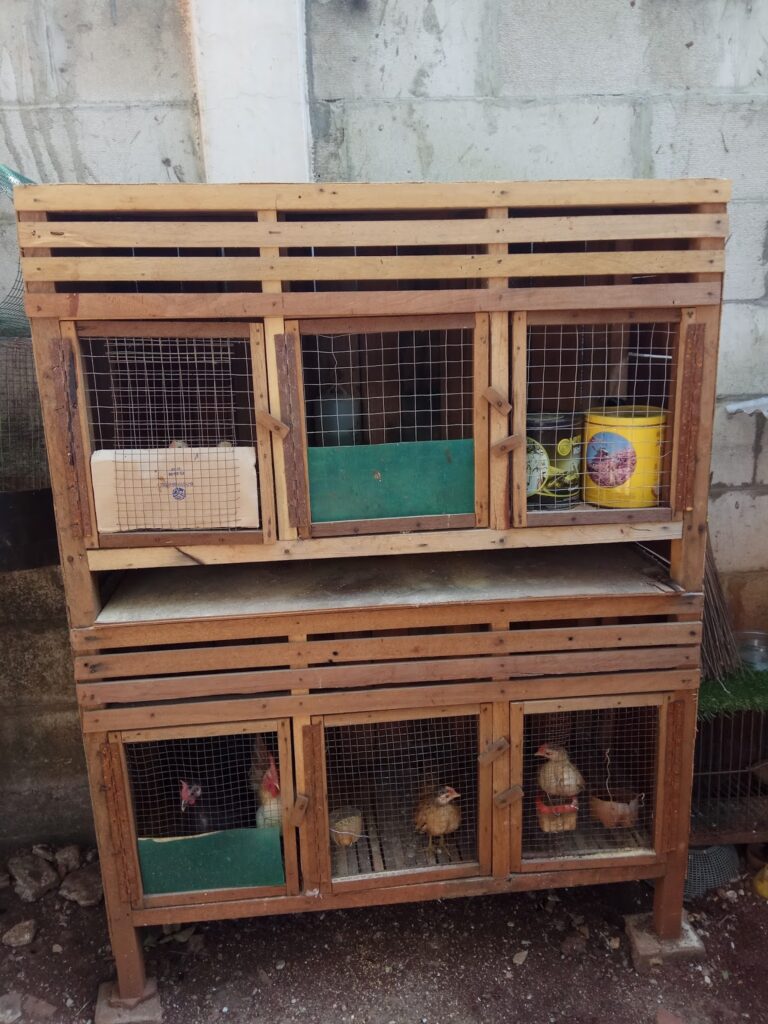 Desain Kandang Ayam Serama Minimalis Modern: Inspirasi & Panduan Lengkap