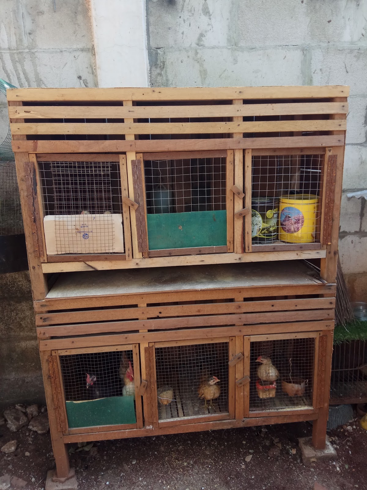 Desain Kandang Ayam Serama Minimalis Modern: Inspirasi & Panduan Lengkap