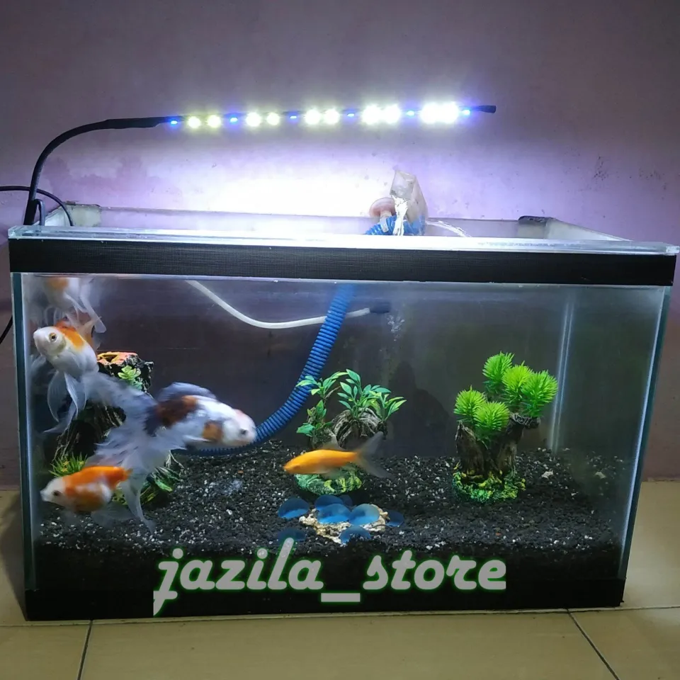 Faktor Kunci dalam Memilih Lampu untuk Ikan Mas Koki