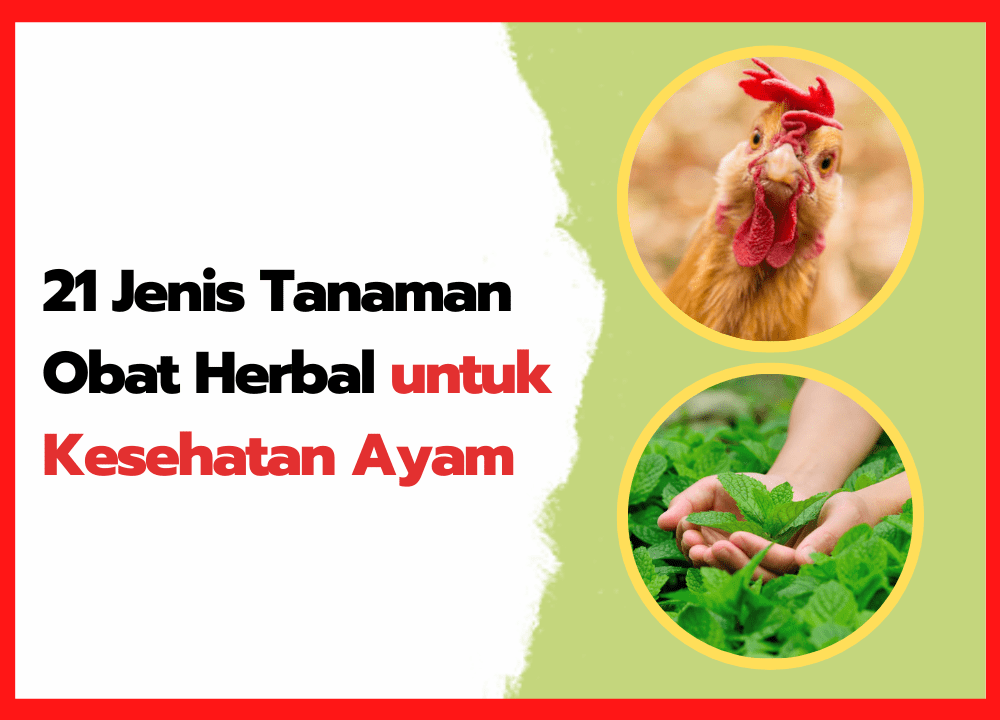 Faktor Pemicu Utama Munculnya Snot