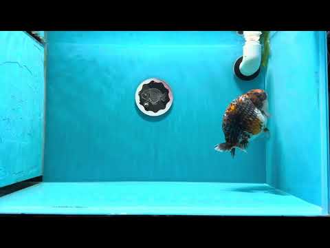 Filter Internal vs Eksternal untuk Ikan Maskoki: Mana Pilihan Terbaik untuk Akuarium Anda?