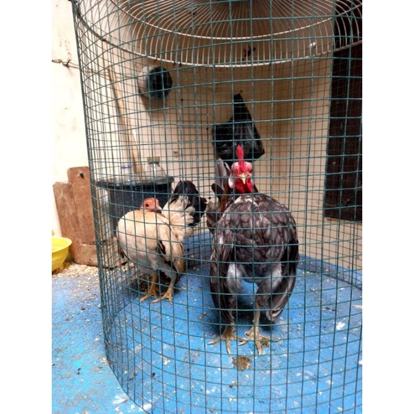 Fitur Wajib dalam Kandang Ayam Serama Modern