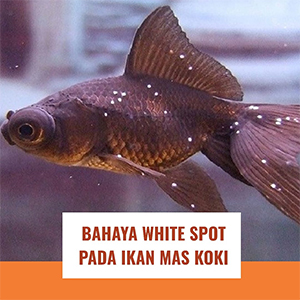 Gejala Awal yang Harus Diwaspadai: Tanda Ikan Maskoki Terkena Jamur