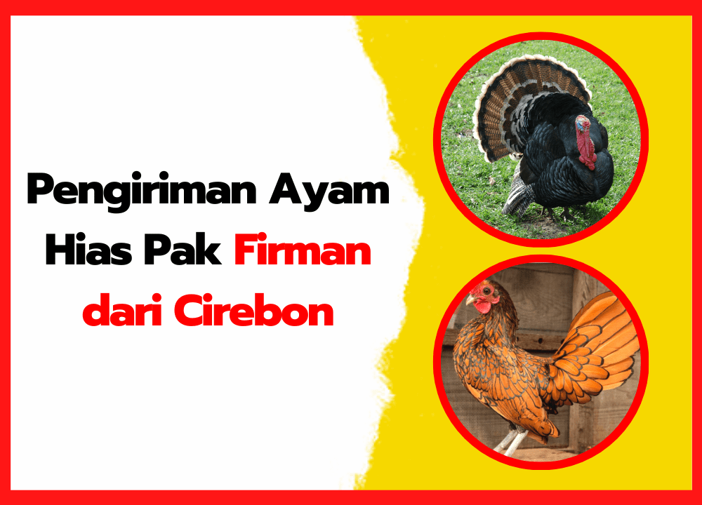 Habbatussauda (Jintan Hitam): Warisan Alami untuk Kekebalan Tubuh