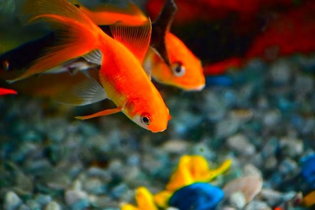 Ikan Maskoki Lemas dan Tidak Aktif? Kenali Penyebab dan Cara Mengatasinya Secara Efektif!