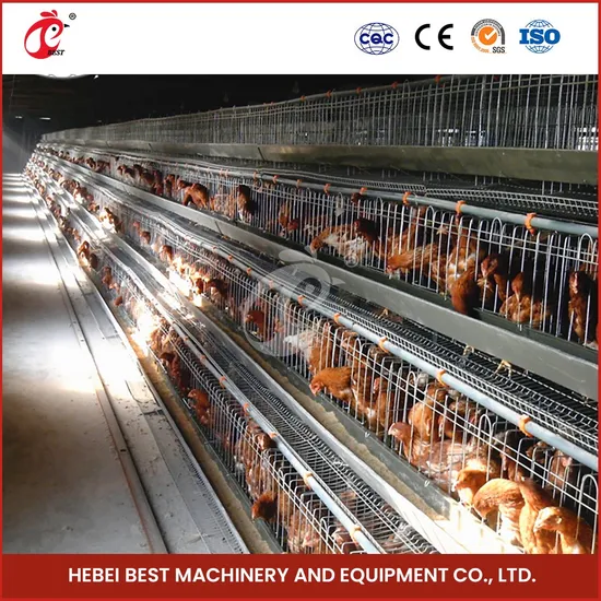 Inspirasi Desain Chicken Tractor Populer