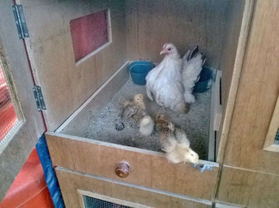 Inspirasi Model Kandang Ayam Serama Minimalis Modern