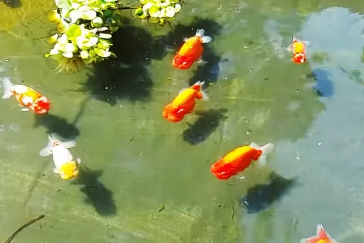 Jangan Biarkan Predator Menang! 8 Cara Jitu Amankan Ikan Mas Koki di Kolam Anda