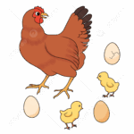 Jangan Panik! Ini Cara Ampuh Mengatasi Indukan Ayam yang Membuang Telurnya