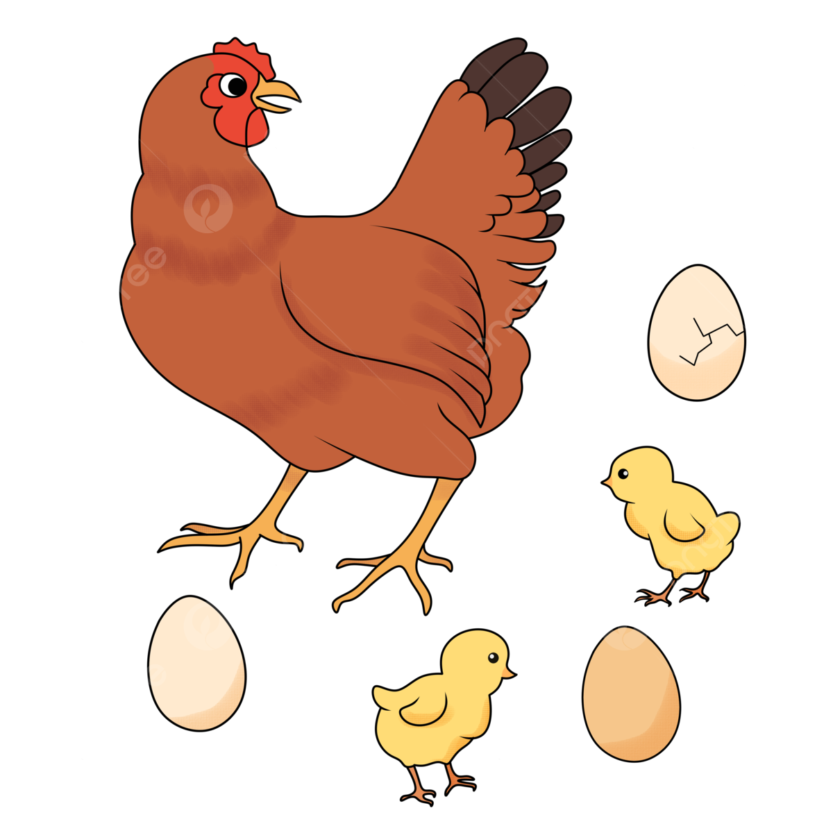 Jangan Panik! Ini Cara Ampuh Mengatasi Indukan Ayam yang Membuang Telurnya