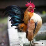 Jangan Salah Pilih! Ini Dia Perbedaan Ayam Serama Asli dan Silangan yang Wajib Diketahui