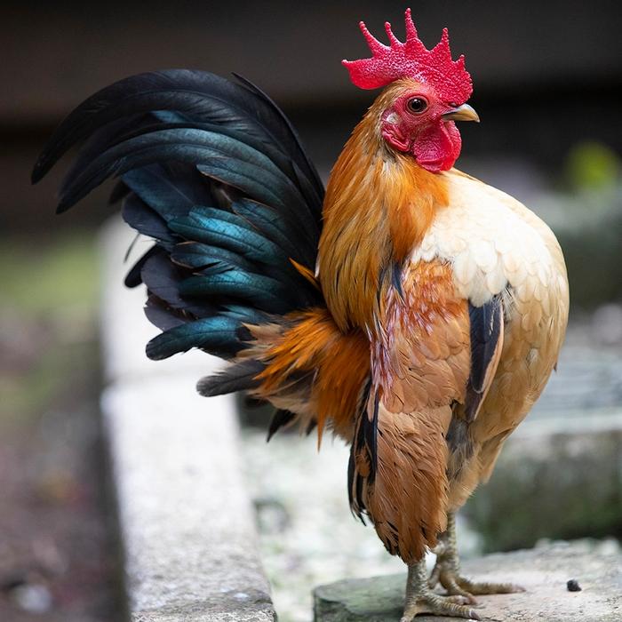 Jangan Salah Pilih! Ini Dia Perbedaan Ayam Serama Asli dan Silangan yang Wajib Diketahui