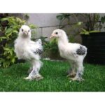 Jangan Sampai Keliru, Ini Cara Akurat Membedakan Anakan Ayam Hias Jantan dan Betina