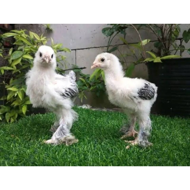 Jangan Sampai Keliru, Ini Cara Akurat Membedakan Anakan Ayam Hias Jantan dan Betina