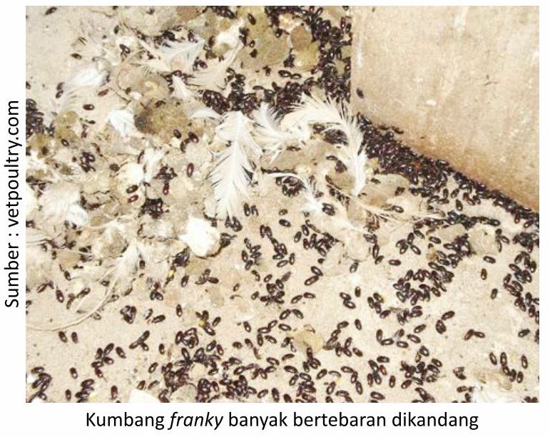Kandang Ayam Sehat dan Bebas Hama: Panduan Lengkap Mengatasinya