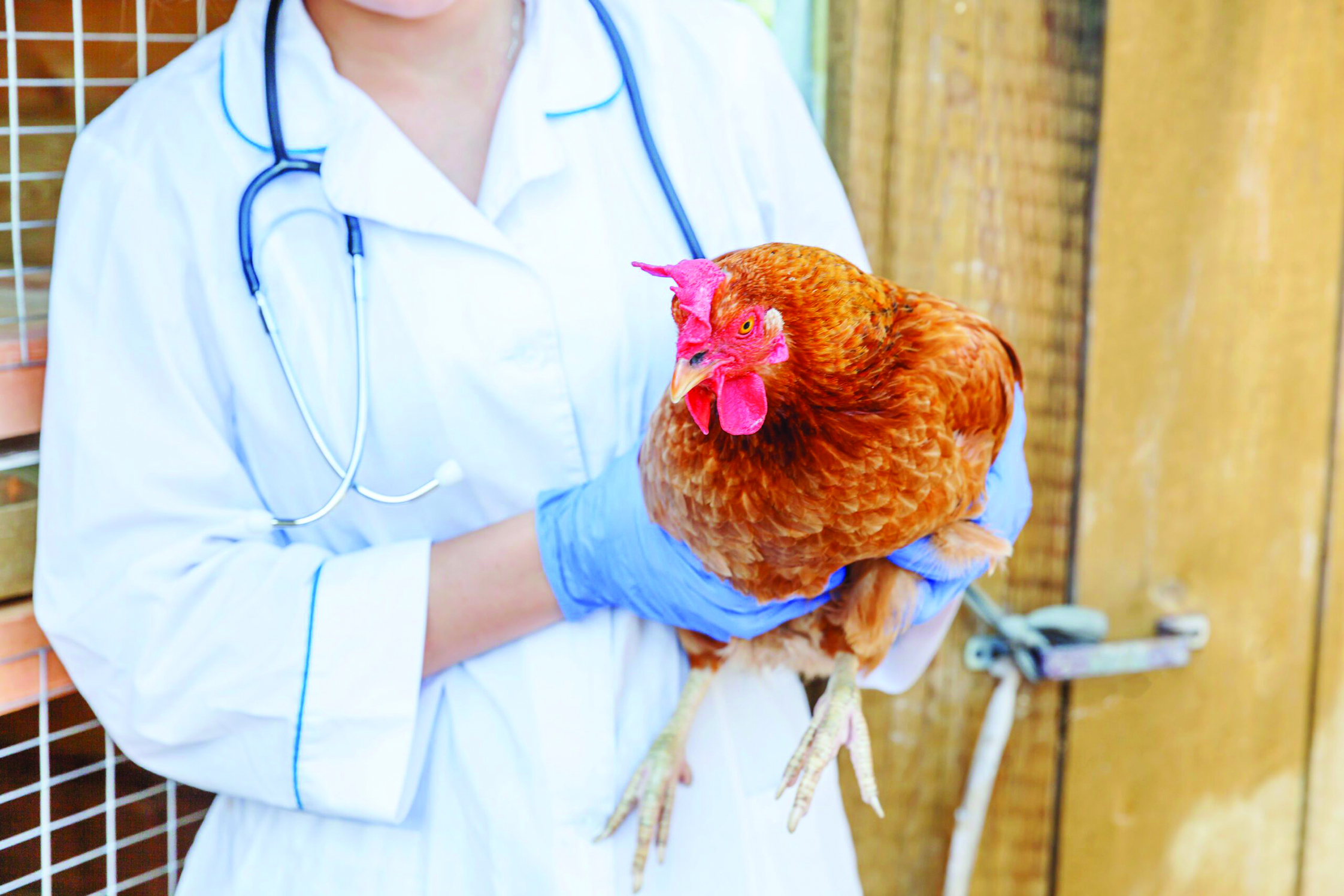 Kapan Harus Menghubungi Dokter Hewan?