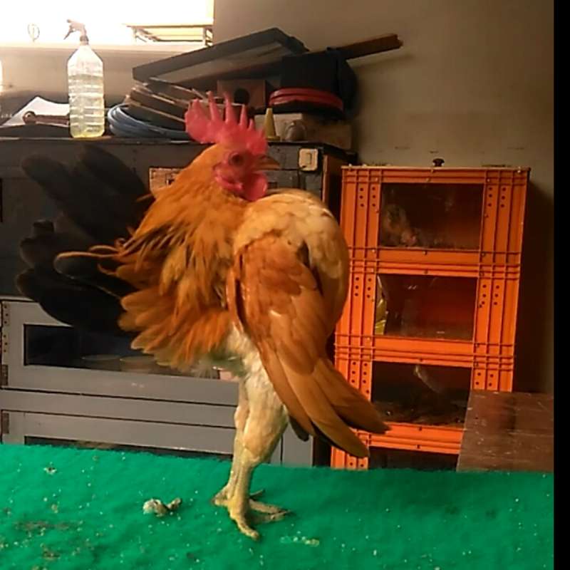 Karakteristik Ayam Serama Silangan